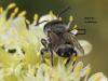 172333 – Photo : Jean-Sébastien Carteron – France (66)