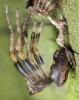 Nuctenea umbratica