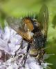 172448 – Photo : Christian Berquer – France (50)