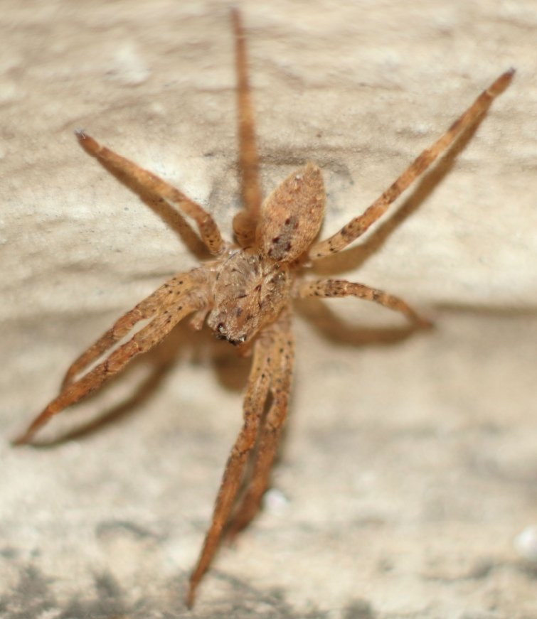 Bscrl - Zoropsis media - réf. 172024 (755 x 871 pixels, 74 ko)