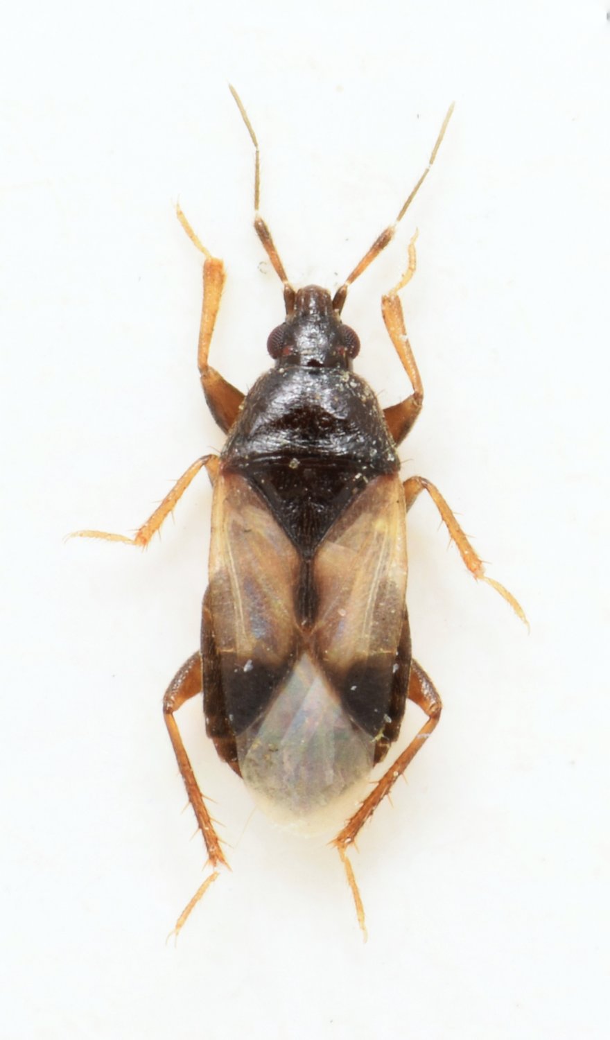 Barış Çerçi - Xylocoris (Proxylocoris) galactinus - réf. 172299 (880 x 1500 pixels, 84 ko)