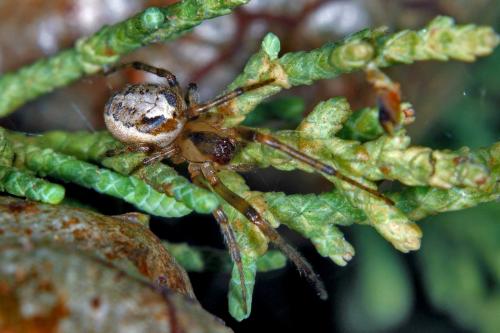 Zygiella sp.