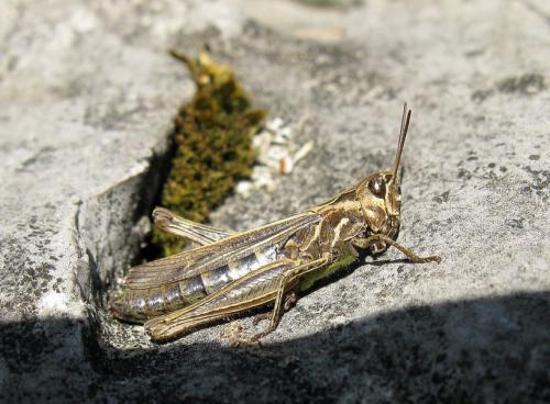 Chorthippus sp.