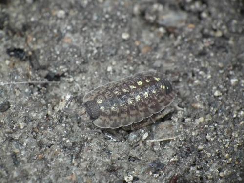 Réf. 173 190 : Porcellio spinicornis