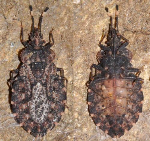 Réf. 173 799 : Aradus ribauti