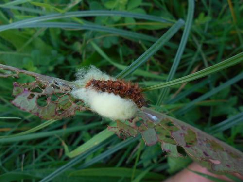 Acronicta rumicis