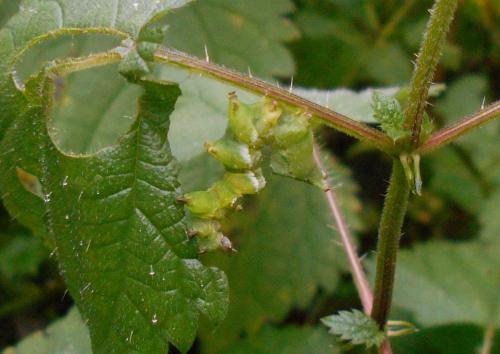 Abrostola triplasia