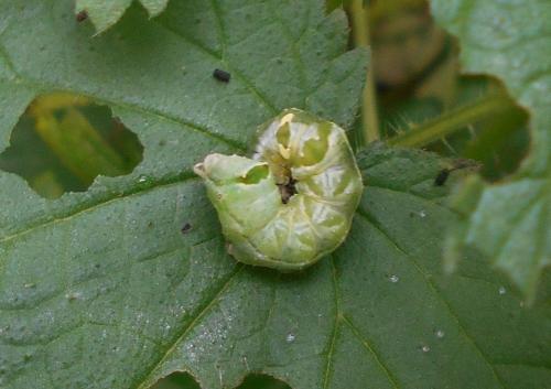 Abrostola triplasia