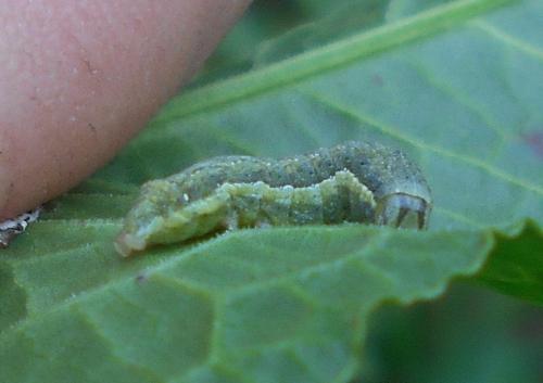 Mamestra brassicae