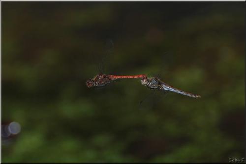 Sympetrum striolatum