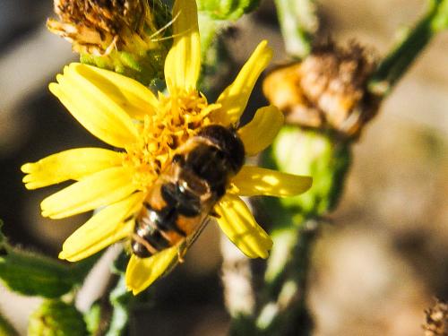 Réf. 173 068 : Eristalinus megacephalus