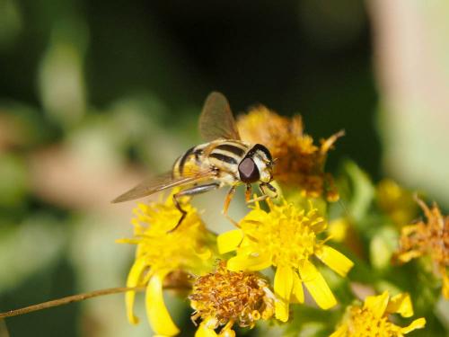Helophilus trivittatus