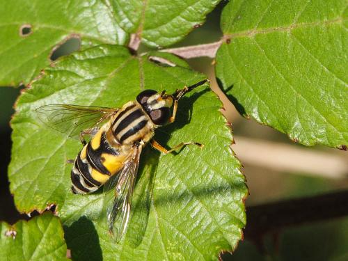 Réf. 173 039 : Helophilus trivittatus