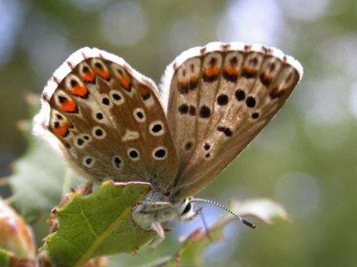 Réf. 173 336 : Polyommatus bellargus