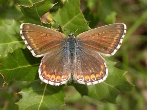 Réf. 173 335 : Polyommatus bellargus