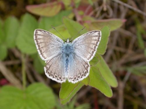 Réf. 173 240 : Polyommatus hispana