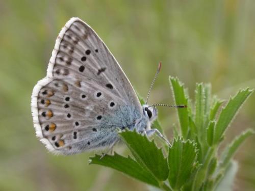 Réf. 173 241 : Polyommatus hispana