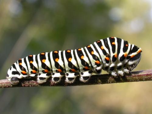 Réf. 173 154 : Papilio machaon