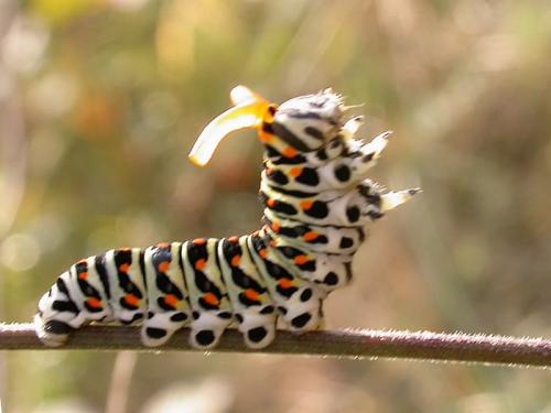 Papilio machaon