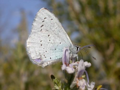Réf. 173 979 : Celastrina argiolus