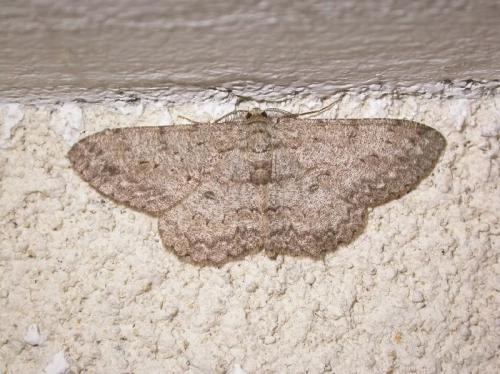 Réf. 173 337 : Hypomecis punctinalis