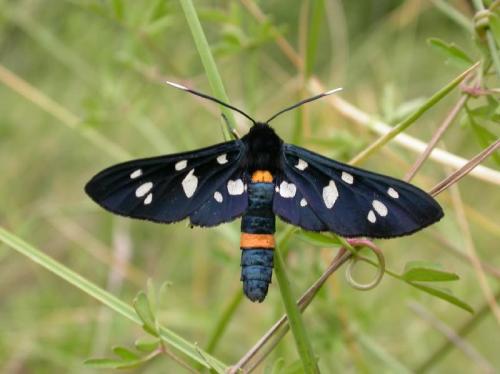 Amata kruegeri