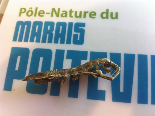 Idotea linearis