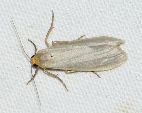 Réf. 173 400 : Eilema caniola