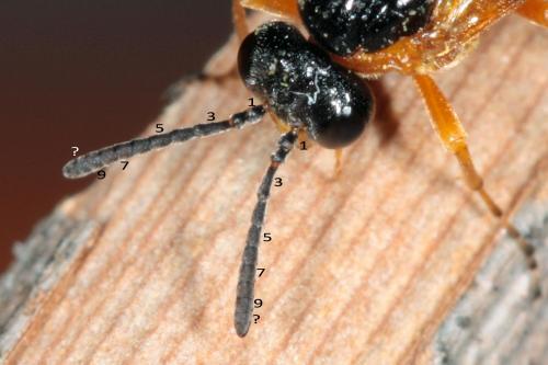 Athalia sp.