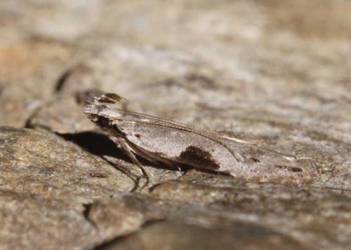 Réf. 173 662 : Hypatima rhomboidella