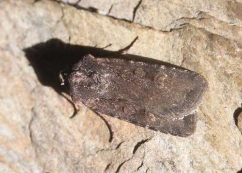 Réf. 173 663 : Euxoa nigricans
