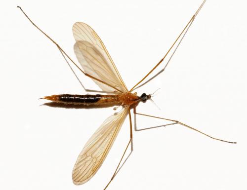 Phylidorea fulvonervosa