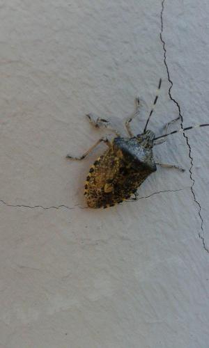 Rhaphigaster nebulosa