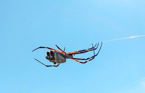 Argiope sp.