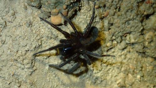 Amaurobius ferox