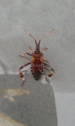 Leptoglossus occidentalis