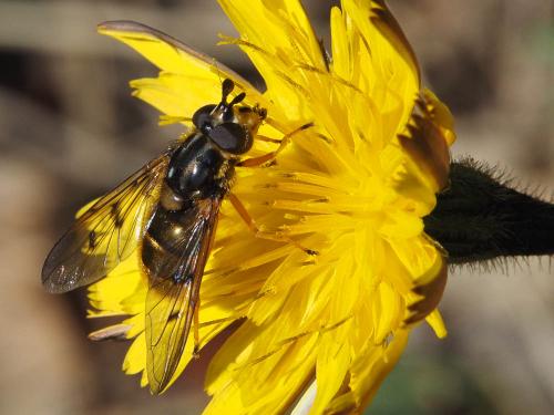 Ferdinandea aurea