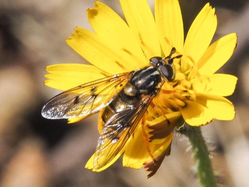 Ferdinandea aurea
