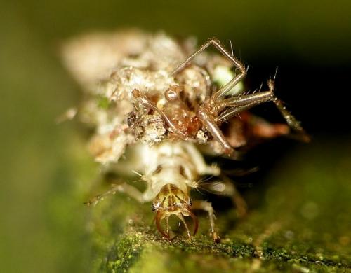Chrysotropia ciliata