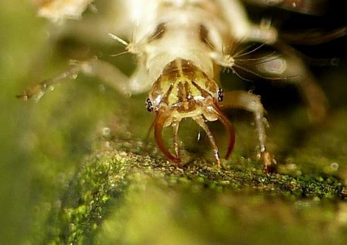 Réf. 173 397 : Chrysotropia ciliata
