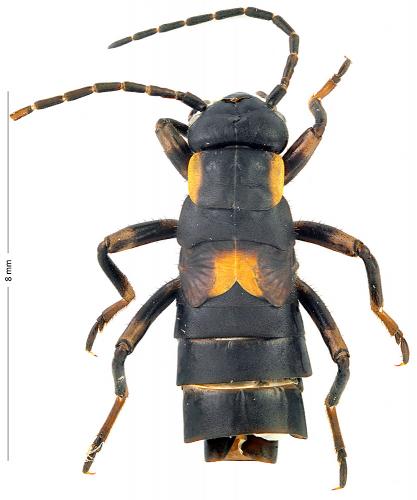 Anechura bipunctata