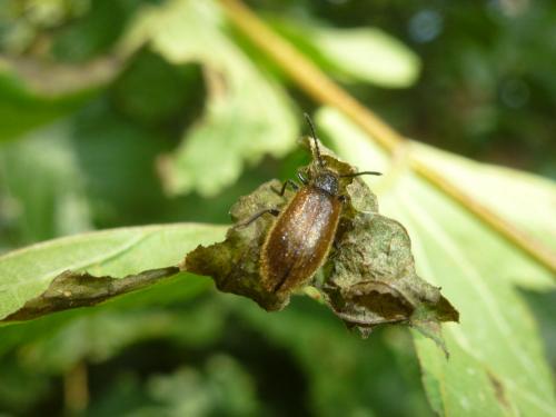 Lagria sp.