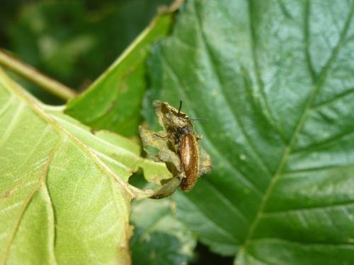 Réf. 173 046 : Lagria sp.