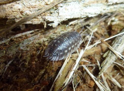 Oniscus asellus