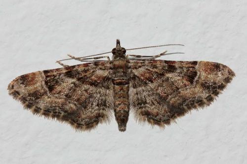 Réf. 173 027 : Gymnoscelis rufifasciata