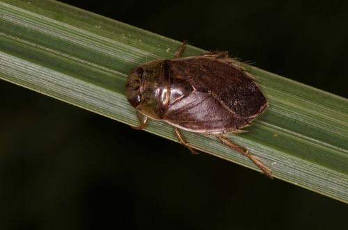 Ilyocoris cimicoides
