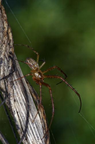 Metellina sp.