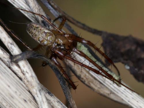 Metellina sp.