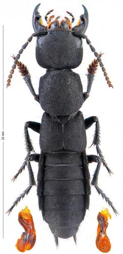 Réf. 173 714 : Ocypus pedemontanus