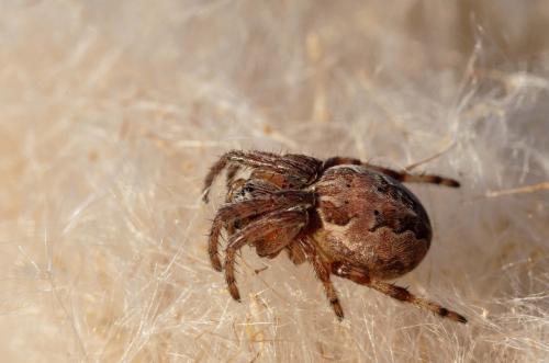 Larinioides cornutus